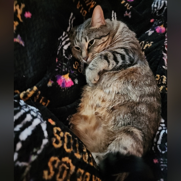 Meet your Posher, Jennifer - Picture 6 of 6